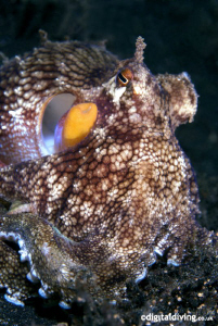 Octopus portrait taken with D200 and 60mm lens by David Henshaw 
